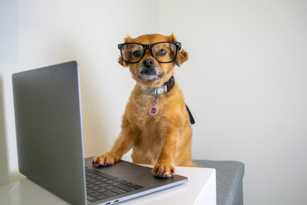 cute dog wearing glasses works on computer