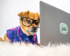 cute dog wears glasses while working on computer