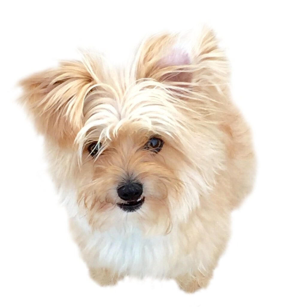 A fully white look looks straight into the camera