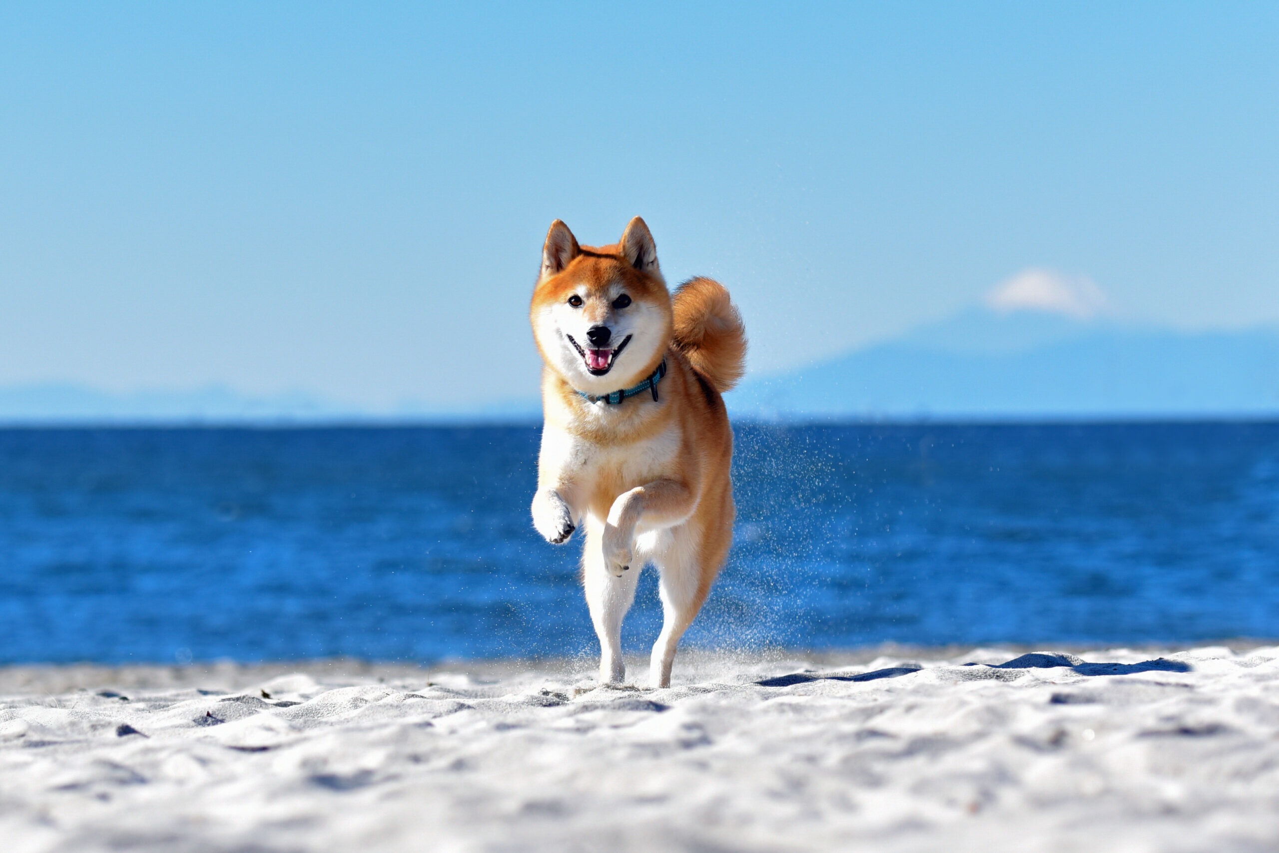 Shiba dog playing on the sand at the beach, as part of CTC dog training