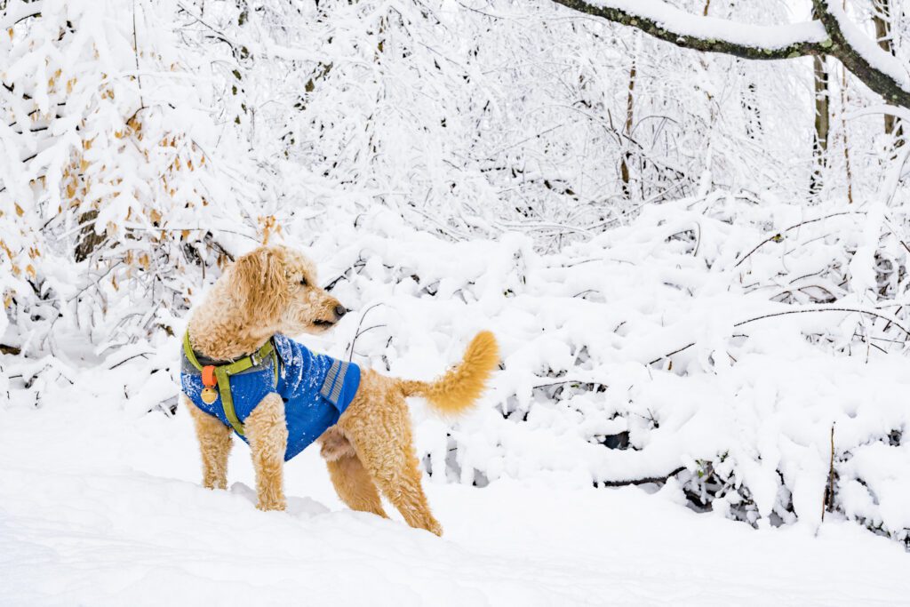 Academy For Dog Trainers - Dynamite Doggies! Training ...