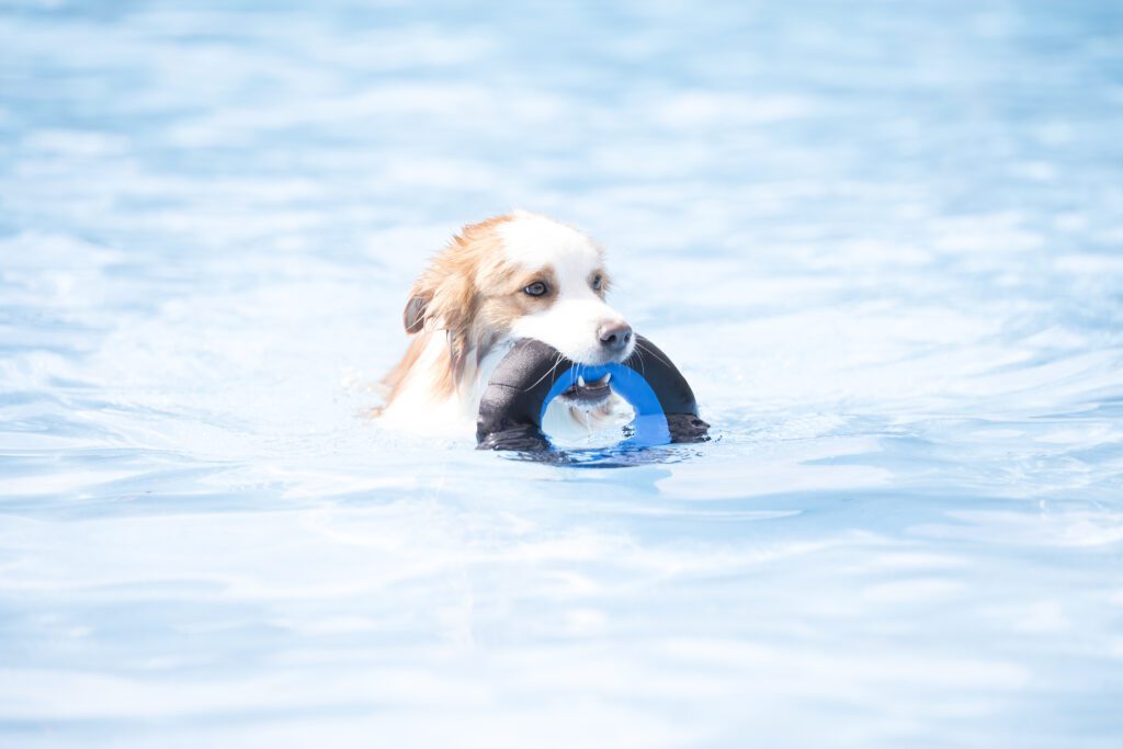 A border collie enjoying a swim, while holding a toy