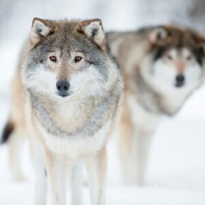 Alert wolves standing on snowy white winter landscape