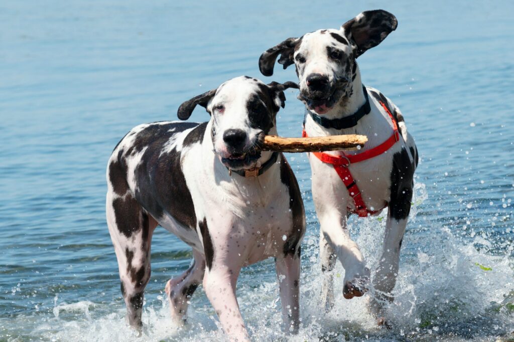 Happy dogs playing in surf