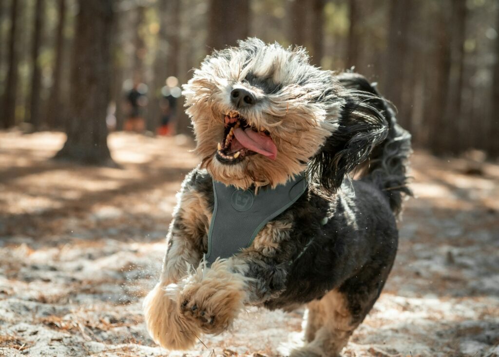 Happy small dog running in the forest