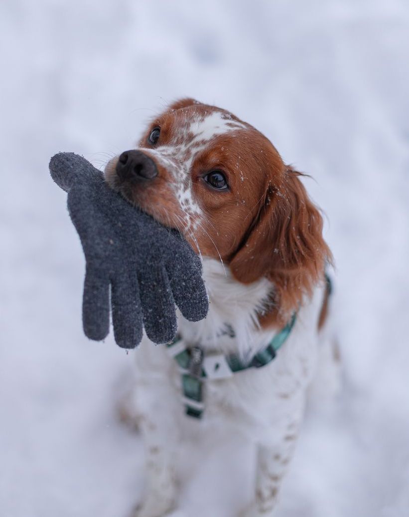 professional dog trainer course
