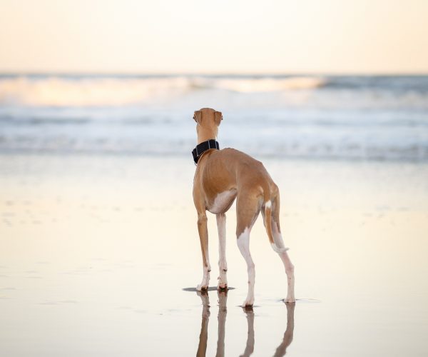 Dog playing at the beach.