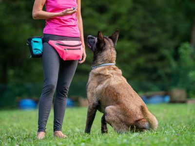 Dog trainer with a belgian malinois sitting in front of her looking and listening to her attentively.