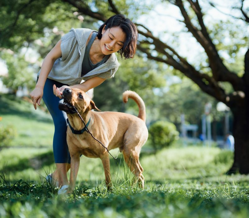 Cheerful young Asian woman playing with her pet dog, playing with a stick in the park. Spending a moment and fun time with her dog. Living with a pet. Obedience and training